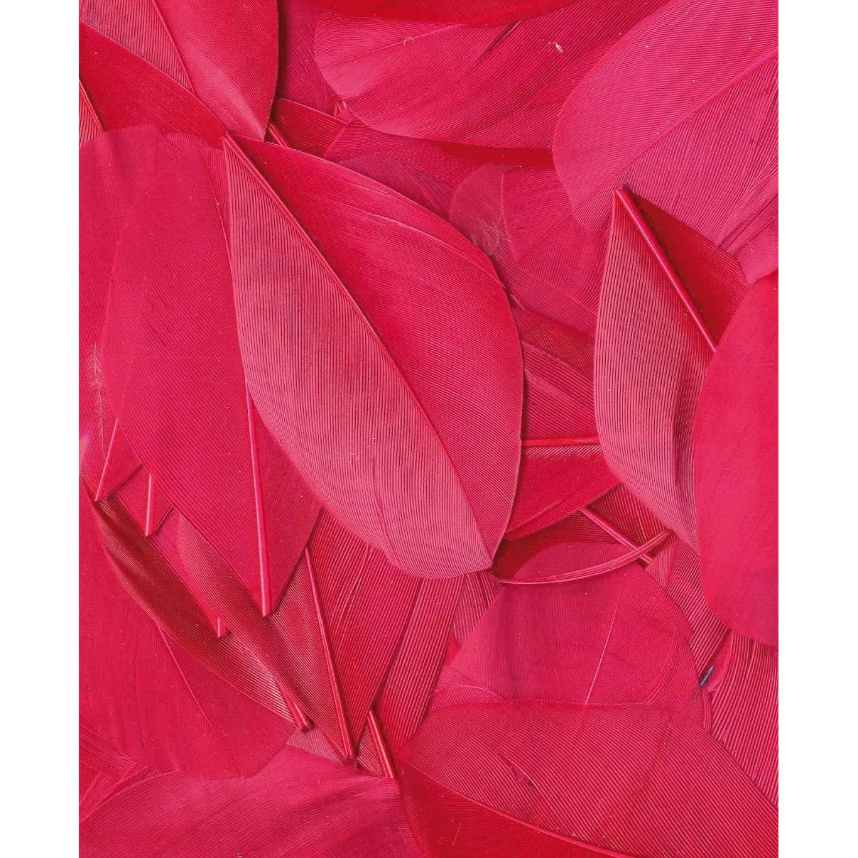 Artemio Feathers 3g Fuschia