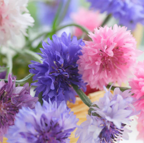 Seed Collection: Baking With Flowers - Image 2