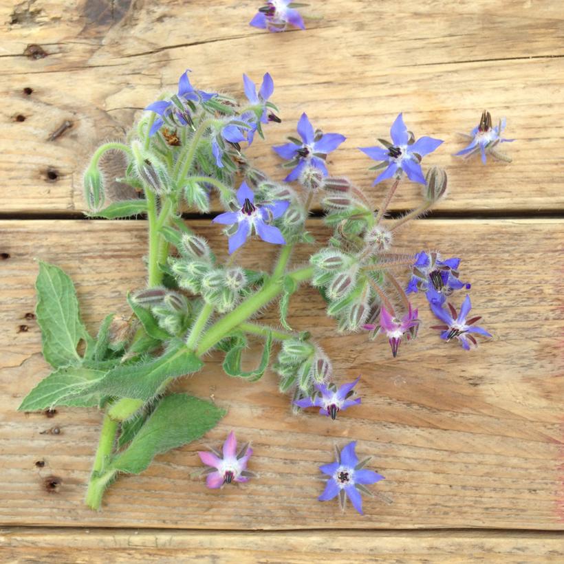 Seed Collection: Blue & White Flowered Mix Borage - Image 2