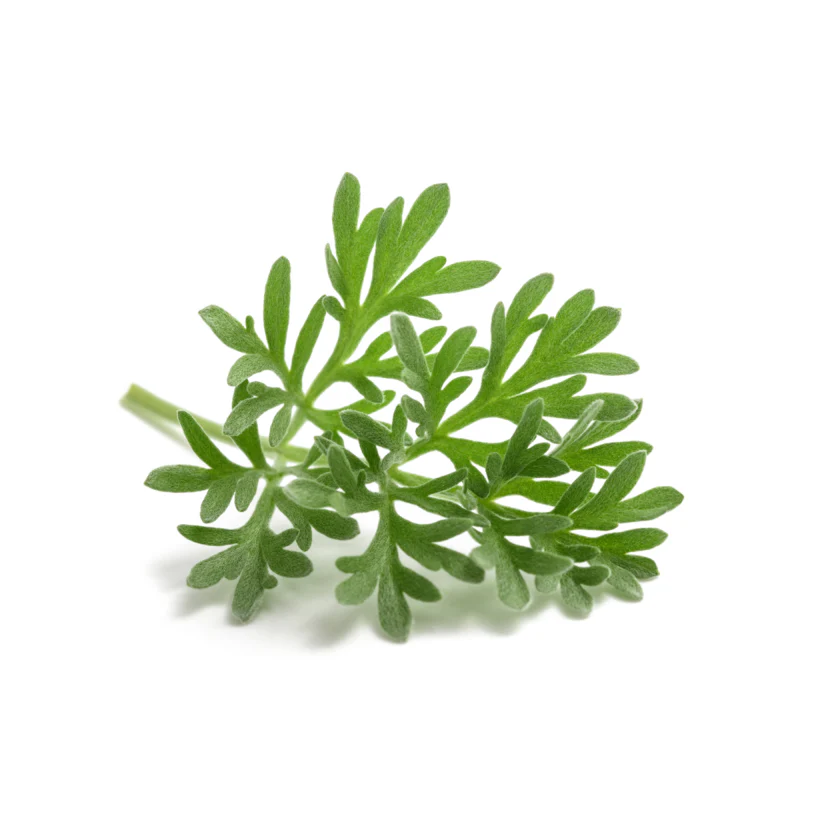 Seed Collection: Common Wormwood (Absinthe) - Image 2