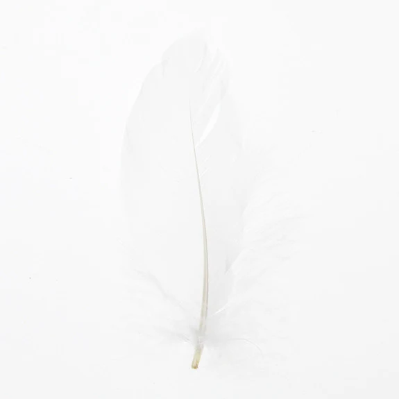 Feather Leaves Nat White12 Pk - Image 3
