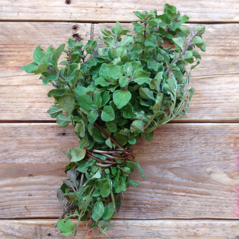 Seed Collection: Greek Oregano - Image 2
