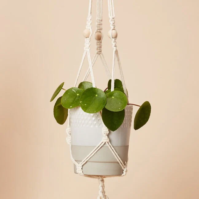 Hang Time DIY Macrame Plant Pot Hanger