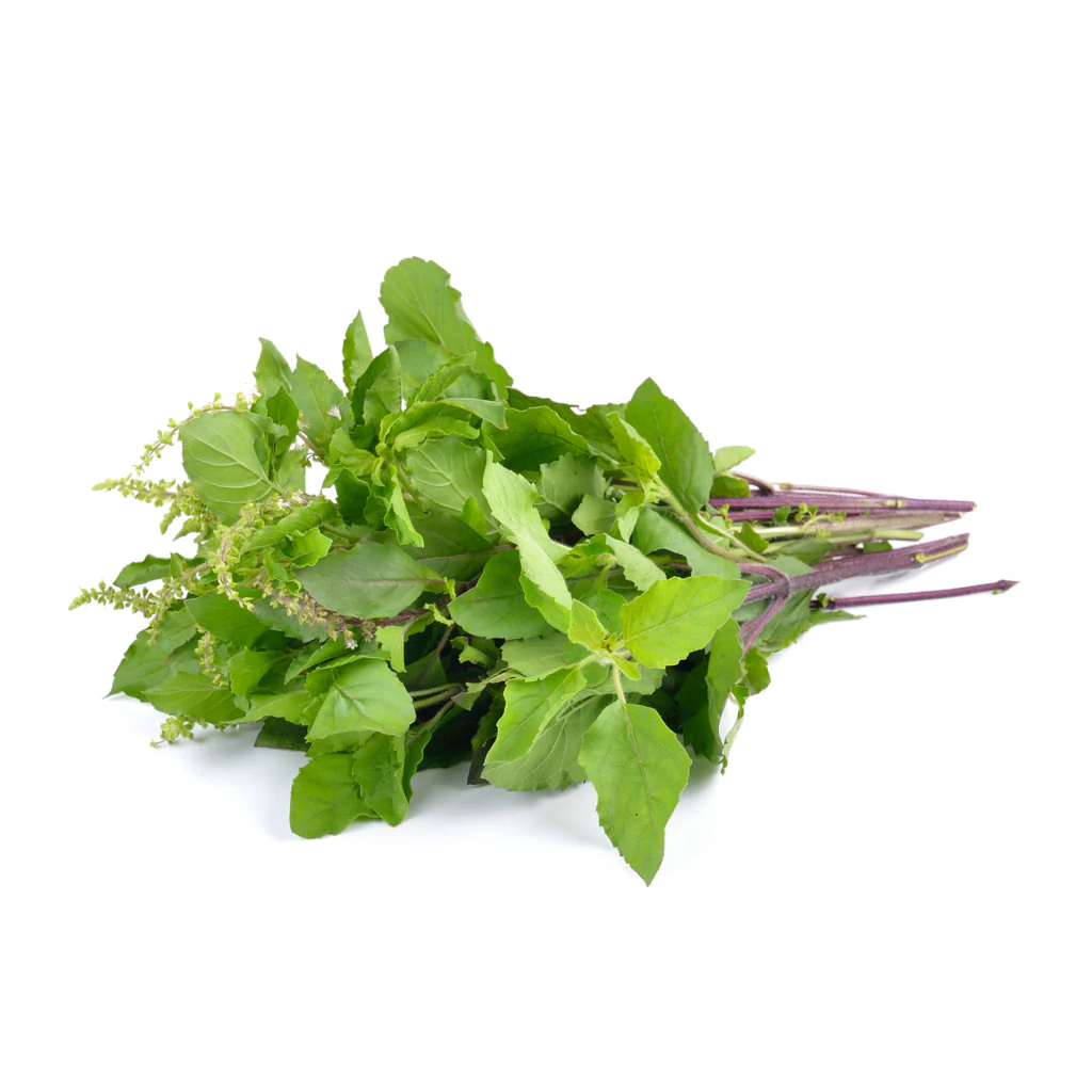 Seed Collection: Holy Green Basil - Image 2