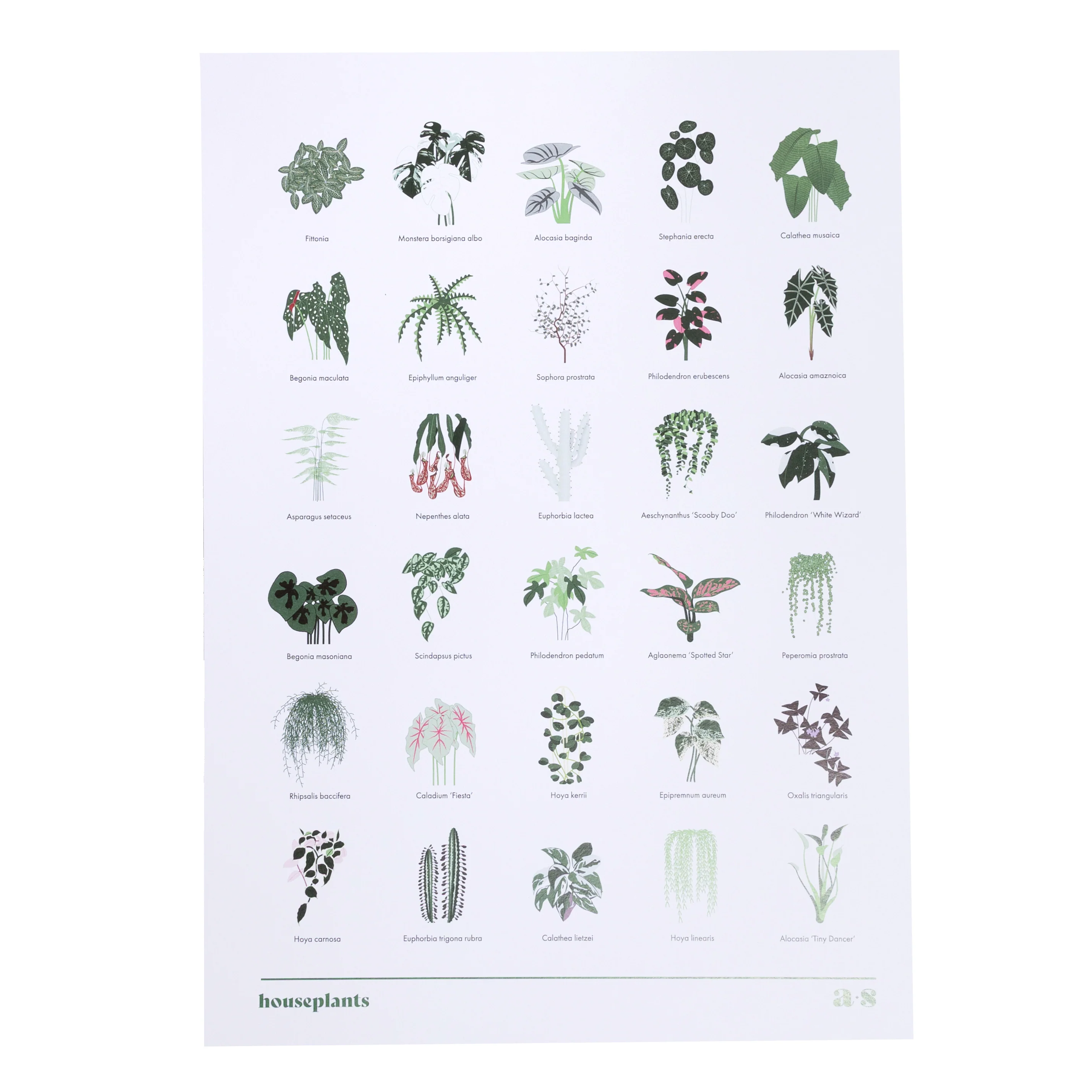Houseplant A3 Print - Edition 2