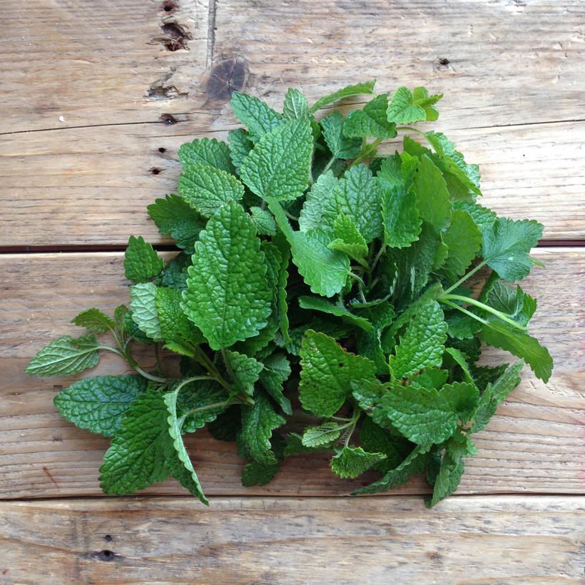 Seed Collection: Lemon Balm - Image 2