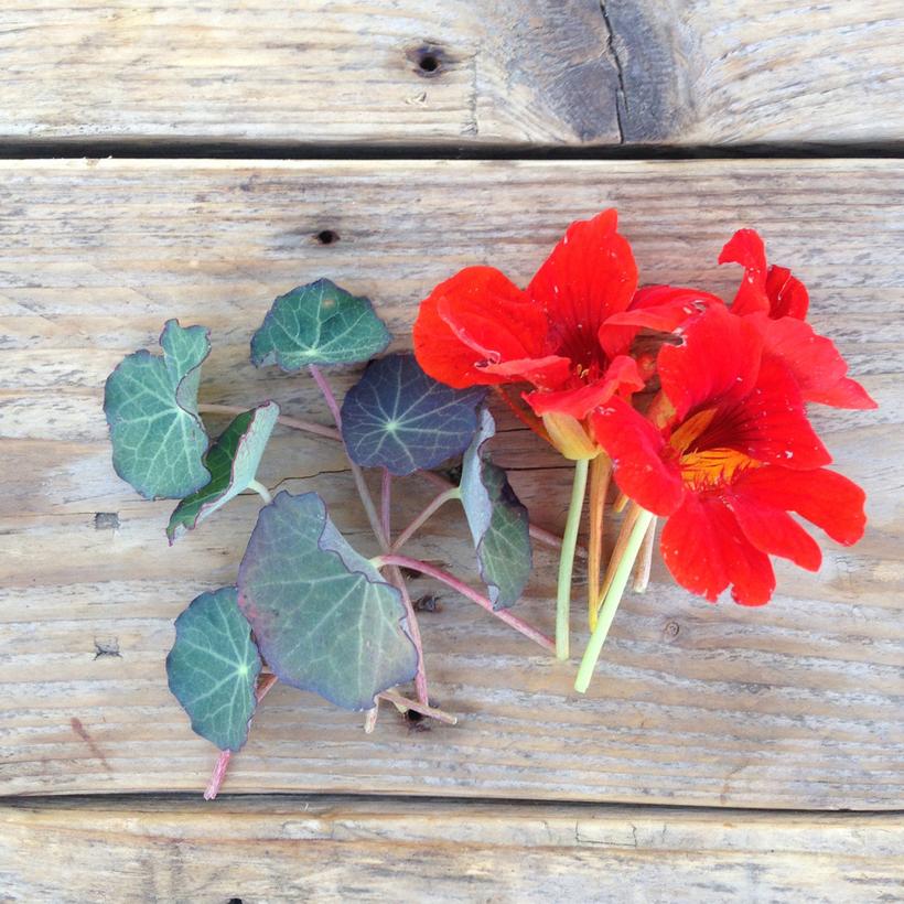 Seed Collection: Nasturtium Blue Pepe - Image 2