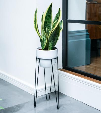 Pianta Stand In Black