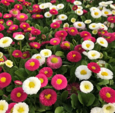 Seed Collection: Pomponette Mix English Daisy - Image 2