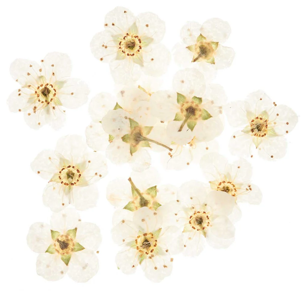 Resin Filling Dried Flowers White 15pk
