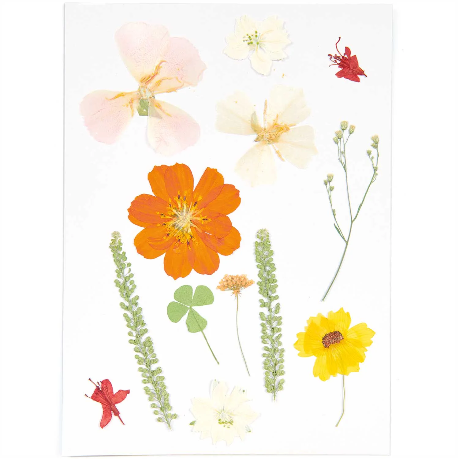 Rico Pressed Flowers - Image 3