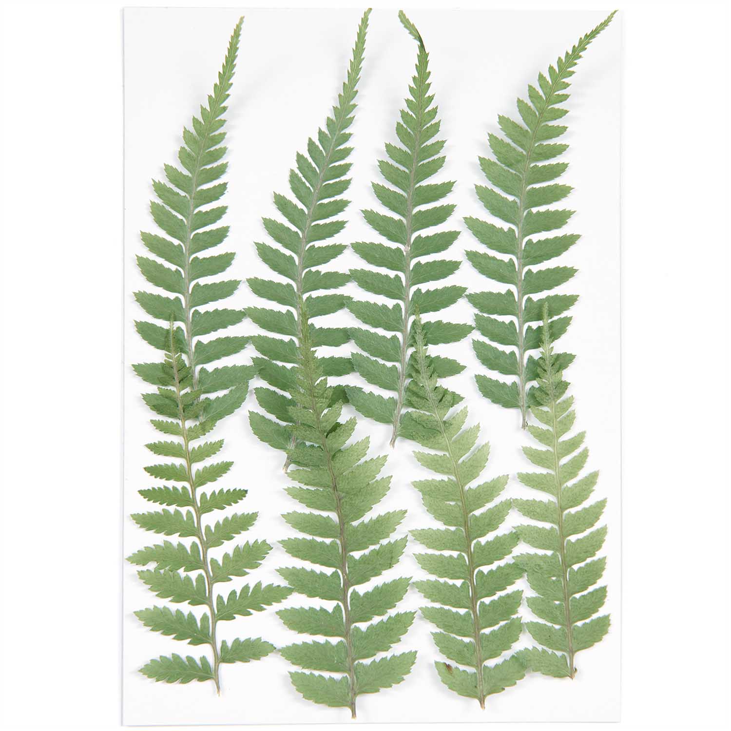 Rico Pressed Plants - Image 2
