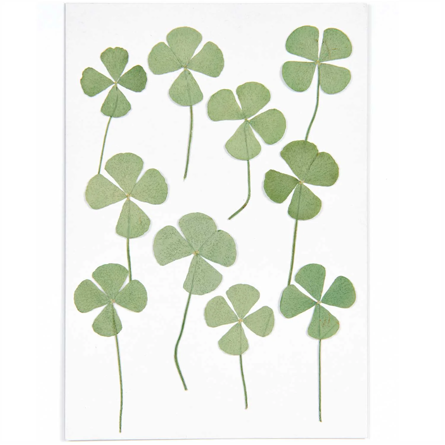 Rico Pressed Plants - Image 3