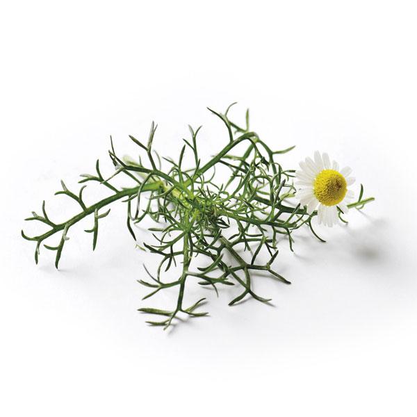 Seed Collection: Roman Chamomile - Image 2