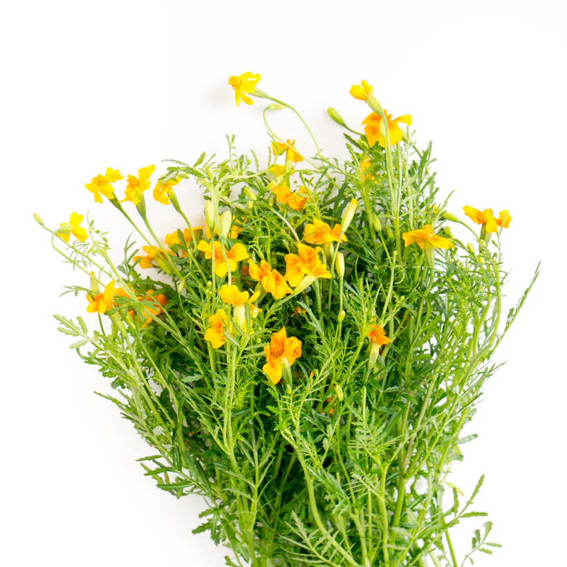 Seed Collection: Starfire Mix Marigold - Image 2