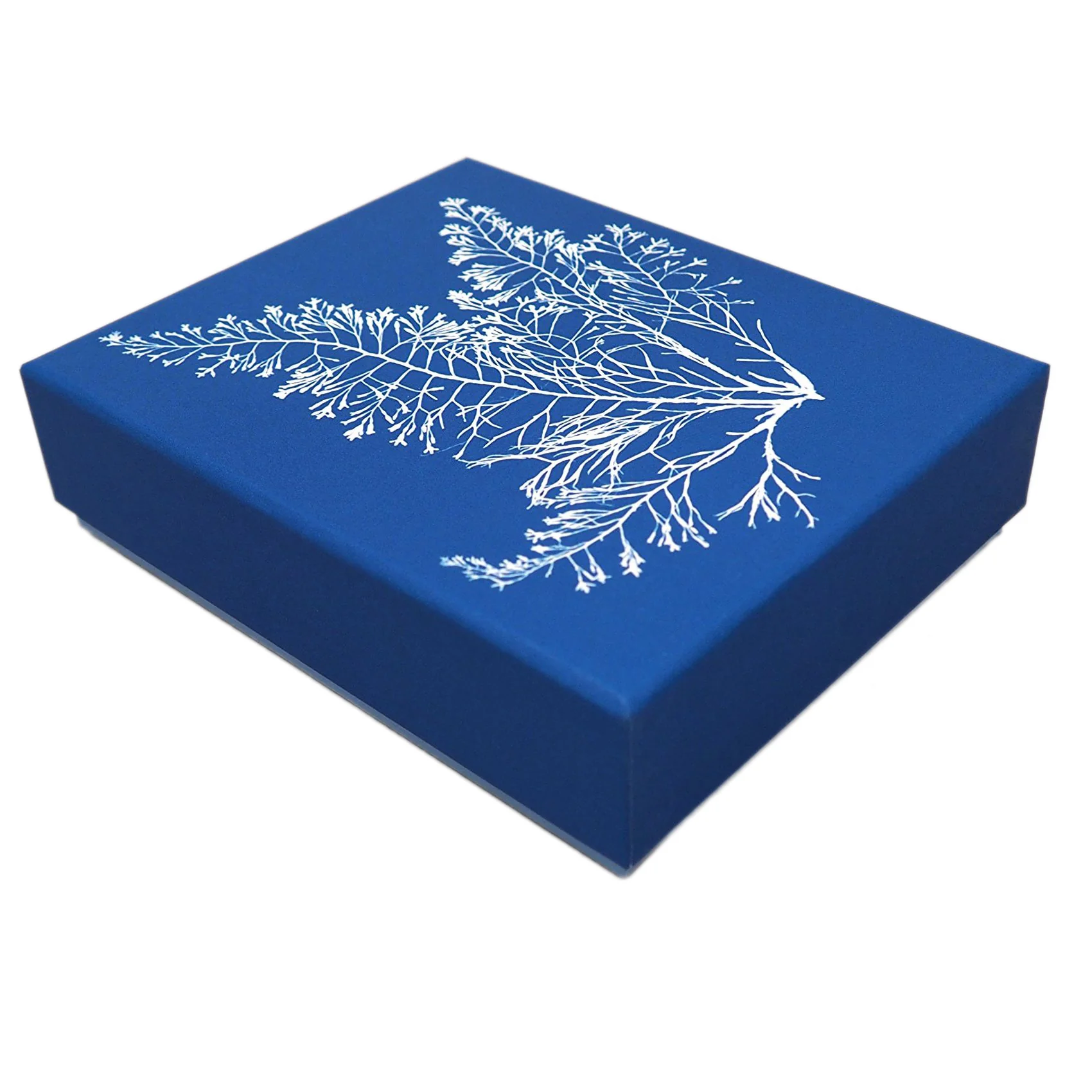 Sunprint Notecards: The Cyanotypes of Anna Atkins - Image 2