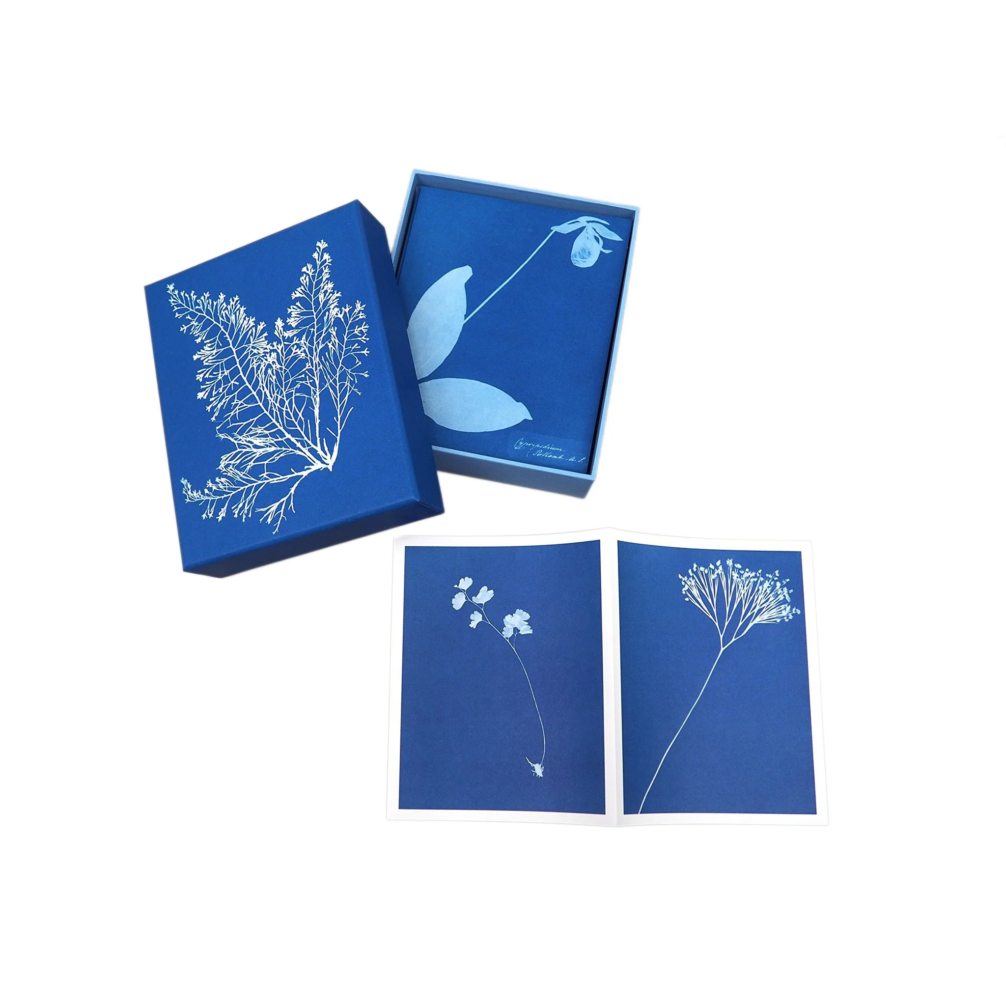 Sunprint Notecards: The Cyanotypes of Anna Atkins - Image 4