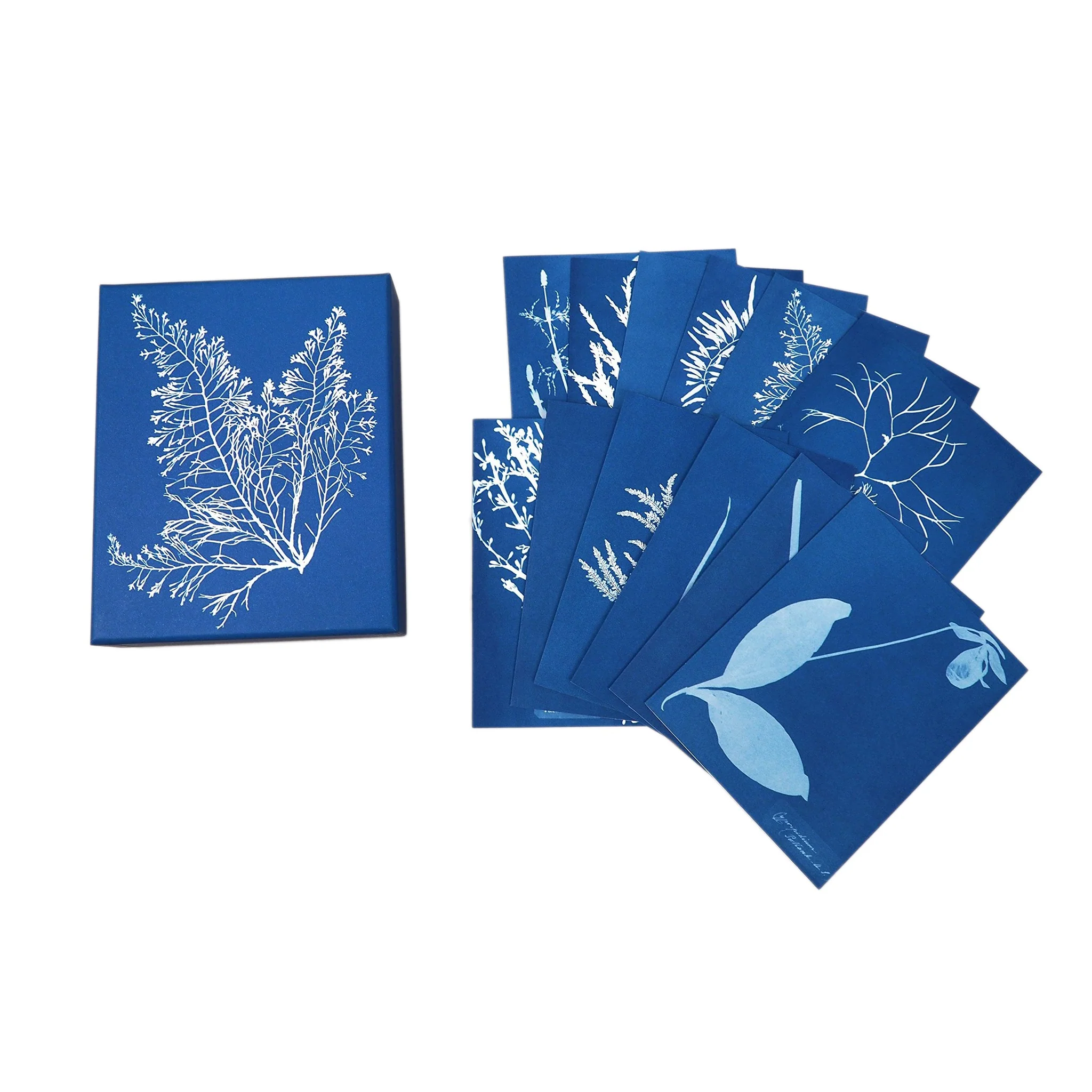 Sunprint Notecards: The Cyanotypes of Anna Atkins - Image 6