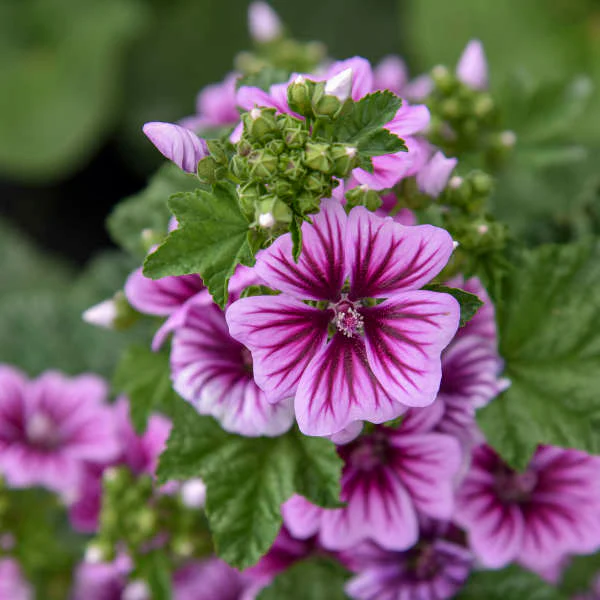 Seed Collection: Zebrina Mallow Flower